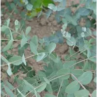 Tasmanischer Eukalyptus Silver Dollar 30-40cm - Eucalyptus gunnii - Sträucher mit auffälligen, blauen Blättern. Ideal für sonnige Plätze, benötigt viel Wasser. Perfekt für dekorative Gartenakzente.