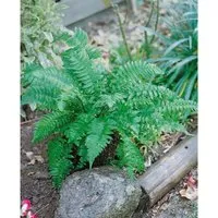 Dryopteris Atrata 2 Liter Container
