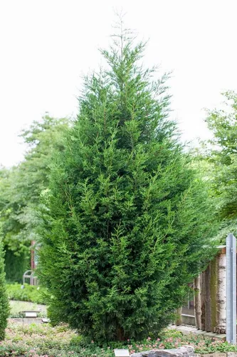Leyland-Zypresse Cupressocyparis leylandii 125-150 cm - Immergrüne, schnellwachsende Hecke, ideal als Sichtschutz und windresistent. Pflegeleicht und winterhart bis -20 °C, perfekt für Gartenanfänger.
