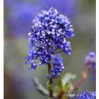 Säckelblume Blue Sapphire 20-30cm - Ceanothus impressus