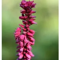 Kerzenknöterich Taurus - Persicaria amplexicaulis