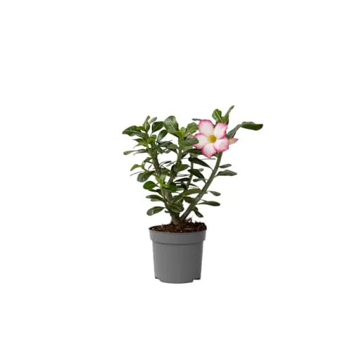 Plant in a Box - Adenium Obesum - Wüstenrose Pink Star - 30-40cm - Bonsai Zimmerpflanze mit beeindruckenden Blüten und skurriler Stängelform, ideal für sonnige Standorte. Sorgfältig verpackt für sicheren Versand.