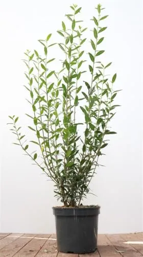 Ligustrum vulgare 'Atrovirens' – Pflegeleichte Heckenpflanze für Sichtschutz - Winterharter, mehrjähriger Liguster für dichten Sichtschutz. Immergrün, schnellwachsend und formbar. Ideal für Garten, Vorgarten und Grundstücksgrenze. Bienenfreundlich mit duftenden Blüten.