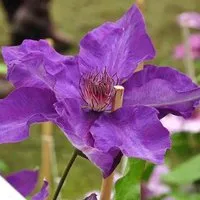 Waldrebe 'The President' Clematis 50 bis 60 cm im Container Großblumig
