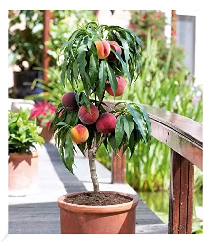 BALDUR Garten Zwerg-Pfirsich "Bonanza" - köstliche rote Früchte - Obstsamen & -pflanzen, winterhart und ideal für kleine Gärten, duftende Blüten und leckere, essbare Früchte.