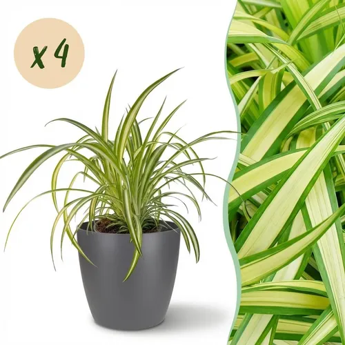 Zimmerpflanze - Chlorophytum comosum Variegatume Graslilie - 4x pot grau - ⌀12cm