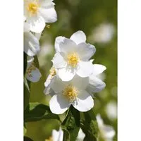 Philadelphus 'Belle Etoile' Pfeifenstrauch 40-60 cm
