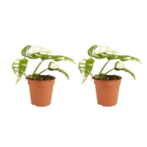 Bloomique - 2er Set - Monstera adansonii Variegata - Monkey Leaf - Fensterblatt - Luftreinigende Zimmerpflanzen - Monstera Pflanze - Kletterpflanzen Zimmer – Höhe 20-25 cm - Topf 12 cm
