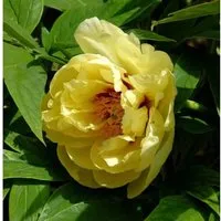 Strauchpfingstrose Hai Huang - Paeonia suffruticosa