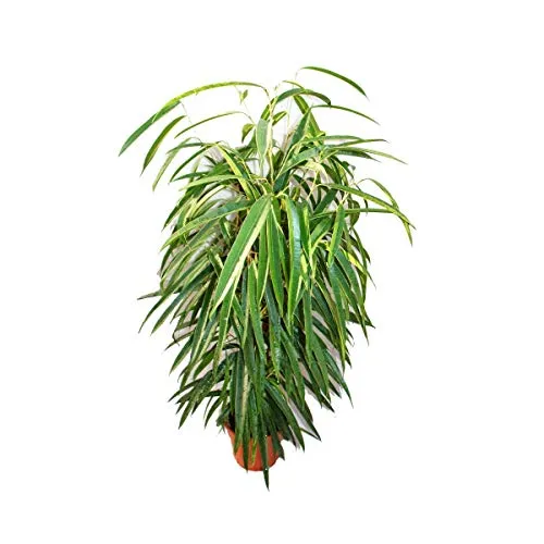 Exotenherz Ficus binendijkii Alii - langblättrige Birkenfeige 17cm - Beliebte Zimmerpflanze mit langen, hängenden Blättern. Pflegeleicht und ideal für helle bis halbschattige Standorte. Ein attraktiver Blickfang für Ihr Zuhause!