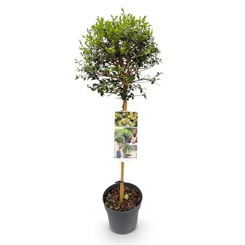 GreenboutiQ - Gartenpflanze - Ligustrum delavayanum - Stamm Pflanze - Terrassenpflanze - Immergrün - Wenig Pflege - Topf 19cm Höhe 90cm