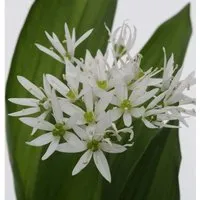 Zierlauch weiß Bärlauch - Allium ursinum
