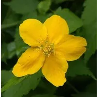 ungefüllter Ranunkelstrauch 40-60cm - Kerria japonica