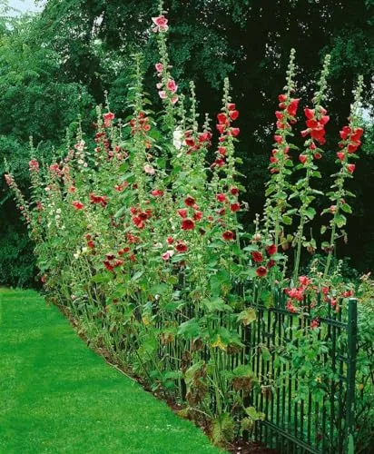 Alcea ficifolia 9x9 cm Topf – Winterhart, Mehrjährig, Pflegeleicht – Stockrose – Blütenstaude für Beet & Bauerngarten