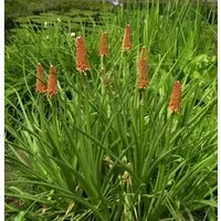 Fackellilie Grandiflora - Kniphofia praecox