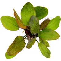 Dennerle Plants Aquariumpflanze Echinodorus Ozelot