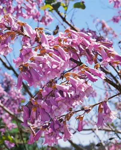 Paulownia Tomentosa Blauglockenbaum 150–200 cm - Hausbäume: Der Blauglockenbaum begeistert mit großen violett-blauen Blüten und herzförmigen Blättern. Pflegeleicht und winterhart, ideal für große Gärten und als Schattenspender.