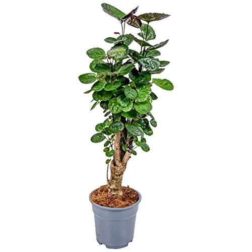 Bloomique - Polyscias Fabian - Aralie - Zimmerpflanzen - Luftreinigend - Tierfreundlich - Pflegeleicht - Höhe 50-60 cm - Topf 17 cm