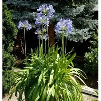 Liebesblume Schmucklilie - Agapanthus africanus im großen Topf - Gartenpflanze mit beeindruckenden Blüten von Juli bis August, bis zu 100 cm hoch und aus natürlicher Freilandaufzucht für optimale Wachstumsbedingungen.