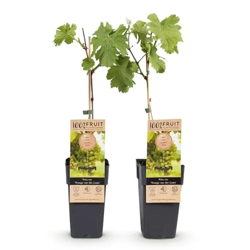 Green boutiQ - Obstpflanze - Vitis vinifera Vroege van der Laan - Weinrebe - Winterhart - Weiße Traube - 2 Pflanzen - Topf 15cm - Höhe 50cm