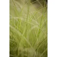Carex Brunnea Variegata Ziergras Grün-Weiß 2 Liter Container