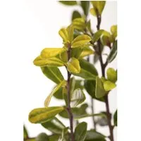 Ilex crenata 'Golden Gem' - Japanische Stechpalme, goldgelb, 30–40 cm - Blumen & Stauden: Immergrüne Japanische Stechpalme mit goldgrünem Laub, ideal für Hecken und Kübel, winterhart bis -15 °C und pflegeleicht.