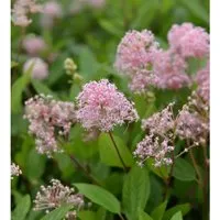 Säckelblume Marie Simon 40-60cm - Ceanothus pallidus - Sträucher mit rosafarbenen Blütenrispen von Juli bis September, ideal für sonnige Standorte und bis zu 1,5 Meter hoch wachsend.