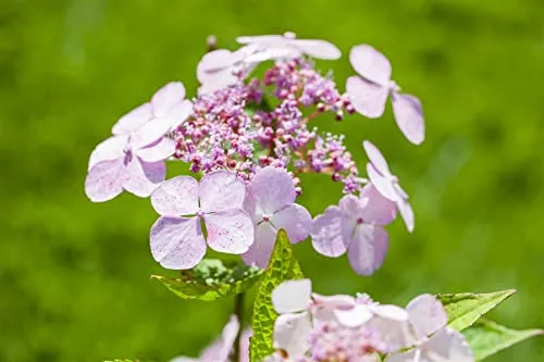 Hydrangea serrata 'Bluebird' - Pflegeleichte Tellerhortensie mit blauen Blüten - Tellerhortensie mit zarten blauen Blüten, ideal für halbschattige Standorte. Anziehung von Schmetterlingen und Bienen, winterhart bis -20 °C, perfekt für Gartenanfänger.