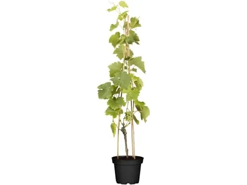 Vitis vinifera 'Lakemont' - Kernlose grüne Trauben - Obstsamen & -pflanzen mit süßen, kernlosen Trauben, ideal für Frischverzehr und Weinherstellung. Pflegeleicht, winterhart bis -20 °C und perfekt für Pergolen oder als Sichtschutz im Garten.