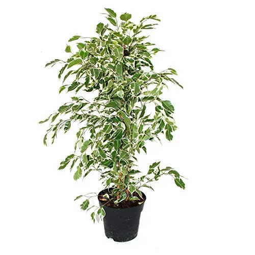 Exotenherz - Ficus benjamini "Twighlight" im 17cm Topf - Beliebte Zimmerpflanze mit einzigartigem Farbwechsel der Blätter. Topfgröße: 17cm, Gesamthöhe: 60-70cm. Ideal für helle bis halbschattige Standorte, perfekt für ein stilvolles Ambiente.