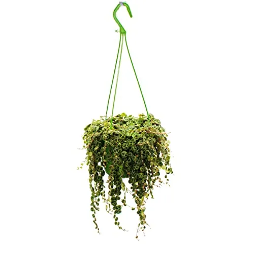 Exotenherz Peperomia prostrata - String of Turtles 14cm - Zimmerpflanze mit einzigartigen, schildkrötenpanzerähnlichen Blättern. Ideal für Hängeampeln, robust und pflegeleicht. Eine perfekte Ergänzung für jeden Raum!