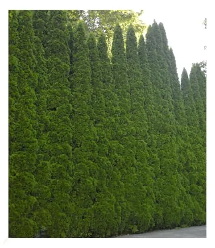 BALDUR Garten 1er Lebensbaum-Hecke 'Smaragd' 40-60cm hoch, Pflanze im 5-Liter Containertopf, Thuja occidentalis Smaragd, Sichtschutz, anspruchslos & wächst schön gleichmäßig & schlank, winterhart