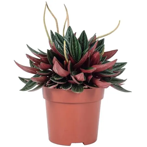 Zwergpfeffer 'Smit Rosso' - Pflegeleichte Zimmerpflanze - Ideal für Wohn- und Büroräume: Diese kompakte Peperomia benötigt wenig Wasser und kommt mit absonnigen Standorten gut zurecht. Höhe ca. 15 cm, Topf-Ø 10,5 cm.