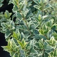 Herbstduftblüte Variegatus 40-50cm - Osmanthus heterophyllus
