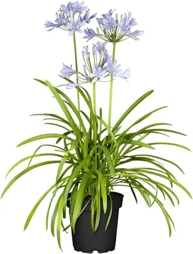 Agapanthus Schmucklilie Northern Star - Elegante Blütenpracht - Die Agapanthus Schmucklilie Northern Star begeistert mit tiefvioletten bis indigo Blüten. Ideal für sonnige Beete, Kübel oder als Solitärpflanze. Kompakter Wuchs mit frischen, grünen Blättern sorgt für stilvolle Akzente.