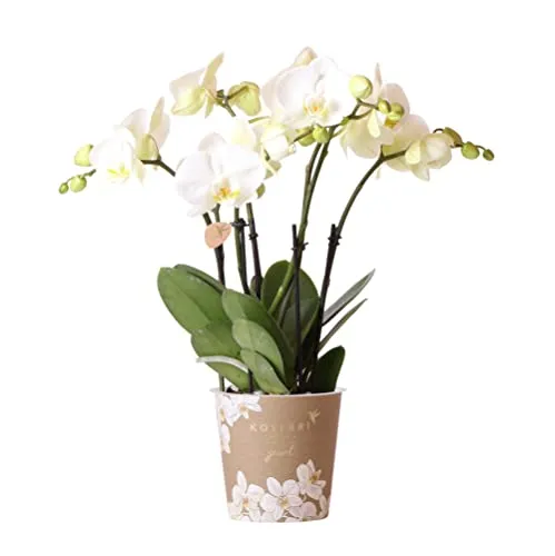 Kolibri Orchids | Weiße Schmetterlings-Orchidee Ø12cm - blühende Zimmerpflanze - Elegante Phalaenopsis-Orchidee mit großen, weißen Blüten im Topf von 12 cm. Ideal für helle Plätze im Haus, pflegeleicht und frisch vom Züchter.