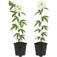Exotenherz Passionsblume Passiflora Avalanche 2er Set 11cm Topf - Beliebte kletternde Pflanze mit exotischen Blüten in Blau-Violett. Ideal für Balkon und Garten, pflegeleicht und schnellwachsend. Bringt tropisches Flair in Ihr Zuhause.