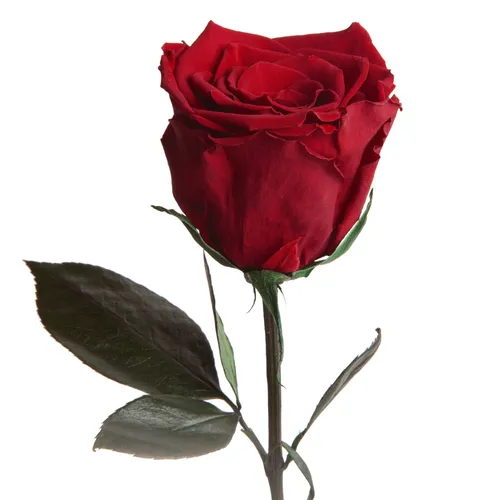 ROSEMARIE SCHULZ Heidelberg Ewige Rose – Konservierte Kunstblume mit Stiel, Burgundy, 30 cm - Kunstblumen: Handgefertigte, langlebige Infinity Rose in Burgundy – das perfekte Liebesgeschenk, das bis zu 3 Jahre hält und umweltfreundlich ist.