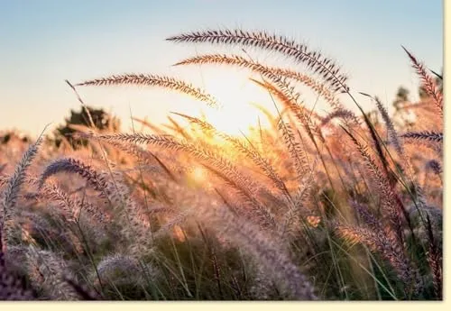 Skorpion Kondolenzkarte Beileidskarte Trauerkarte mit Sonnenuntergang und Gräsern ideal für Anteilnahme und Mitgefühl stilvolle Gestaltung hochwertige Qualität mit Umschlag
