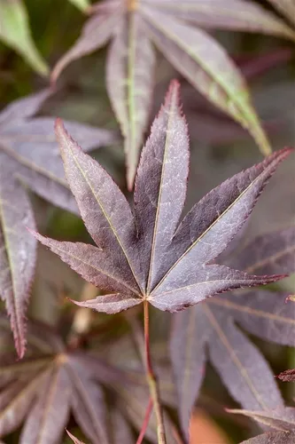 Acer palmatum 'Atropurpureum' - Japanischer Ahorn, rotlaubig, 100–125 cm - Blumen & Stauden, beeindruckende Zierpflanze mit tiefroten Blättern, ideal für Garten oder Kübel, winterhart bis -15 °C und pflegeleicht.