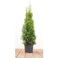 Thuja occidentalis 'Smaragd' 60-80 cm 2 Liter Container