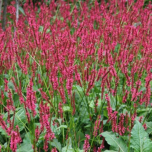 Persicaria Amplexicaulis 'Red Baron' - Kerzenknöterich Topf 9x9cm 6 x