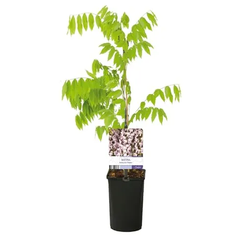 GreenboutiQ - Blauregen Pflanze Winterhart - Wisteria floribunda Rosea - Blüte rosa - 1 Pflanze - Topf 11cm Höhe 40cm