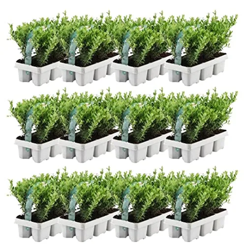 Ilex crenata 'Jenny' Stechpalme Pflanzen - 72 Stück - Winterharte Heckenpflanze, ideal als Buchsbaumersatz mit glänzenden Blättern und kompakter Form. Perfekt für niedrige Hecken und dekorative Akzente im Garten.