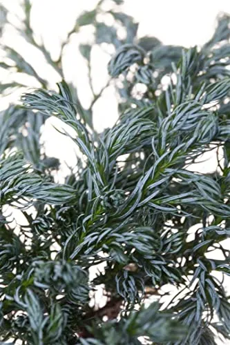 Chamaecyparis pisifera 'Boulevard' 20–30 cm – Winterhart, Immergrün, Pflegeleicht – Scheinzypresse – Konifere für Kübel & Beet