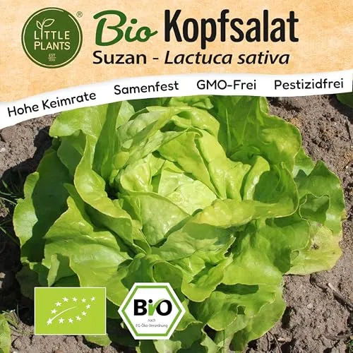 Little Plants BIO Kopfsalat Samen 125 Kopfsalatsamen Suzan Gemüsesamen für Gemüsegarten Samenfest Gemüse Samen Salatsamen für Küche, Balkon und Garten