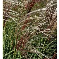 Chinaschilf Herbstfeuer - Miscanthus sinensis