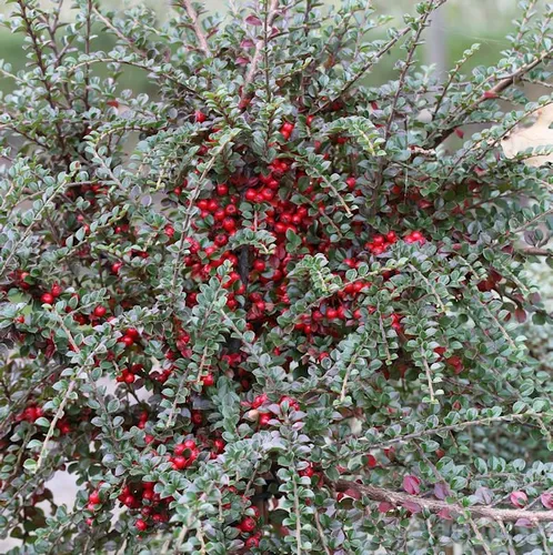 Fächer Felsenmispel 80-100cm - Cotoneaster horizontalis
