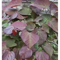Kanadischer Judasbaum Ruby Falls 30-40cm - Winterharte Trauerform - Sträucher, winterhart und ideal für sonnige bis halbschattige Standorte, mit hängenden Zweigen und schöner Blüte im Frühling.