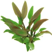 Dennerle Plants Aquariumpflanze Cryptocoryne Lutea